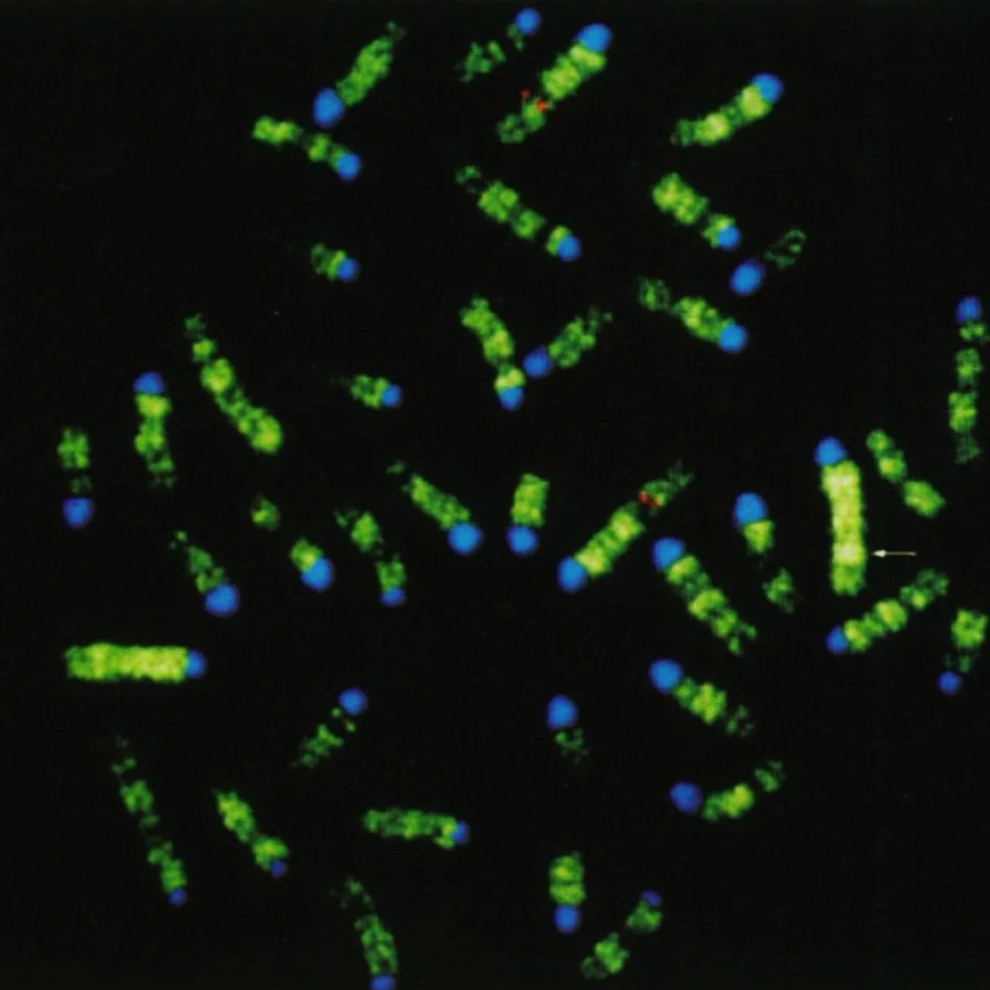 Mouse karyotype with viral elements embedded throughout the genome labelled in green.