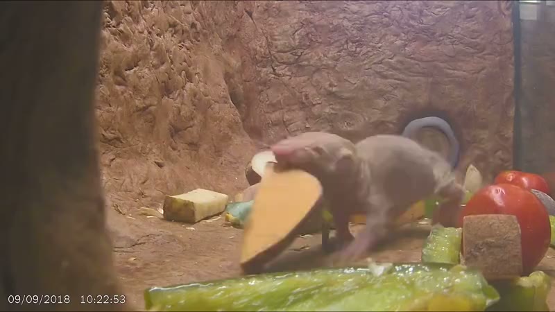 A naked mole rat feeding on vegetables in its burrow.