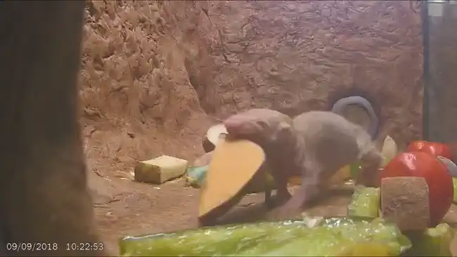 A naked mole rat feeding on vegetables in its burrow.